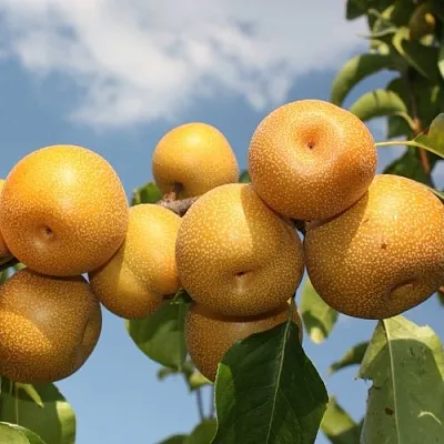 Груша азиатская  Груша азиатская в Новокузнецке