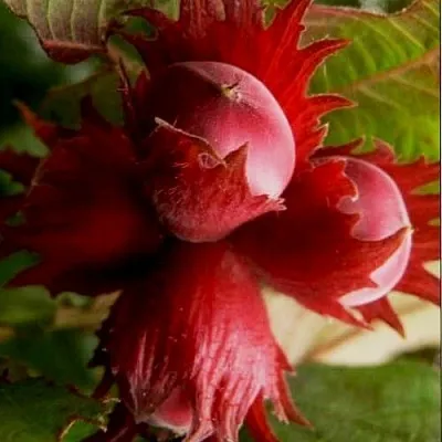 Фундук БАГРЯНЕЦ в Новокузнецке