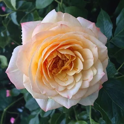 Саженцы роз АБЕЙ ДЕ СЕНТ-АМАН шраб  Саженцы роз АБЕЙ ДЕ СЕНТ-АМАН шраб в Новокузнецке