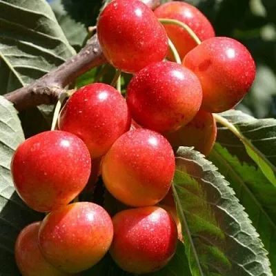 Черешня ГАСТИНЕЦ в Новокузнецке