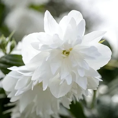 Жасмин МИНЕСОТА СНОУФЛЕЙК  Жасмин МИНЕСОТА СНОУФЛЕЙК в Новокузнецке