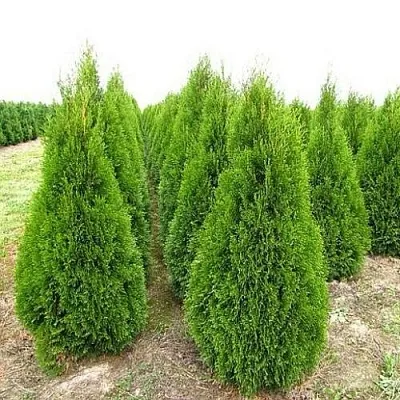 Туя СМАРАГД западная в Новокузнецке