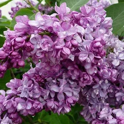 Сирень ГЕНЕРАЛ ПЕРШИНГ  Сирень ГЕНЕРАЛ ПЕРШИНГ в Новокузнецке