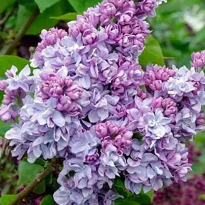 Сирень КАТЕРИНА ХАВЕМЕЙЕР  Сирень КАТЕРИНА ХАВЕМЕЙЕР в Новокузнецке