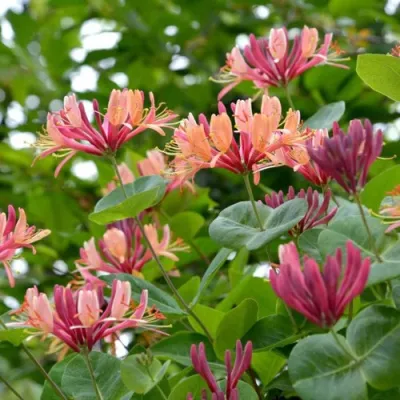 Жимолость ГЕКРОТА в Новокузнецке