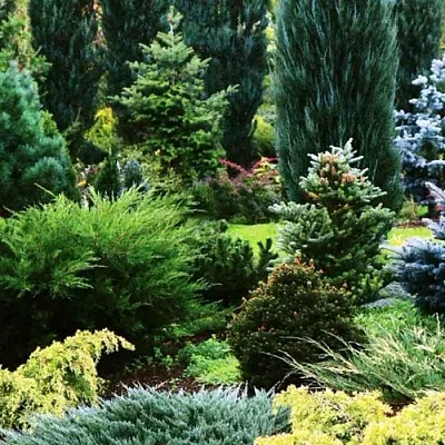 Хвойные растения в Новокузнецке