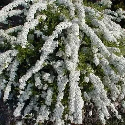 Спирея АРГУТА  Спирея АРГУТА в Новокузнецке