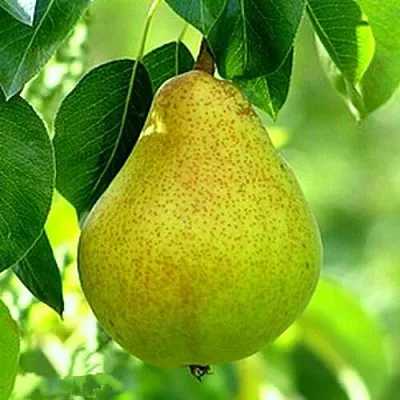 груша Осенняя мечта груша Осенняя мечта