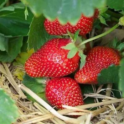 Клубника МОНТЕРЕЙ ремонтантная  Клубника МОНТЕРЕЙ ремонтантная в Новокузнецке