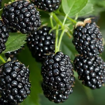 Ежевика ЧЕРНАЯ МАГИЯ ремонтантная в Новокузнецке