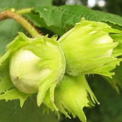 Фундук КАТАЛОНСКИЙ в Новокузнецке