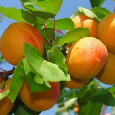 Абрикос КИЕВСКИЙ РАННИЙ в Новокузнецке