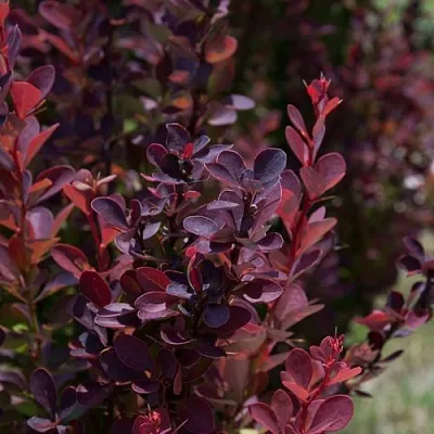 Барбарис ХЕЛМОНД ПИЛЛАР тунберга  Барбарис ХЕЛМОНД ПИЛЛАР тунберга в Новокузнецке
