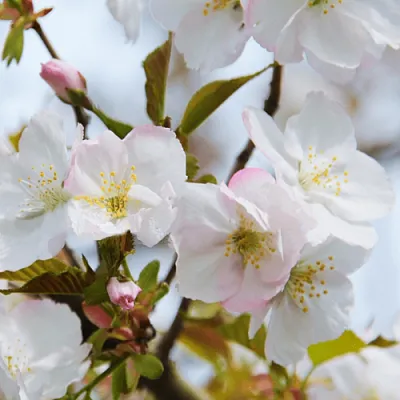Вишня ОКАМЕ  Вишня ОКАМЕ в Новокузнецке