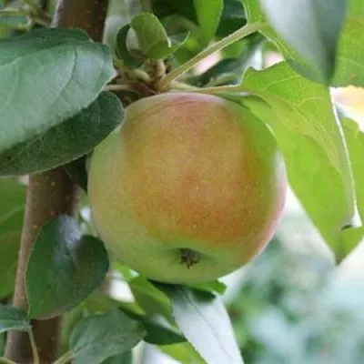 Яблоня ПОДСНЕЖНИК стелющаяся в Новокузнецке