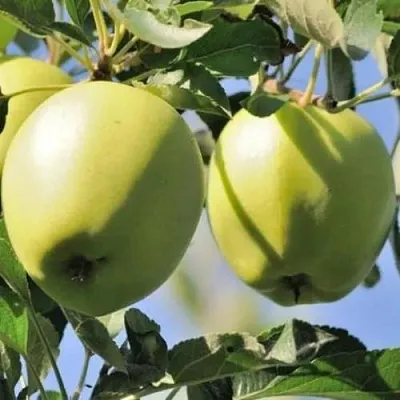 Яблоня САХАРНАЯ в Новокузнецке