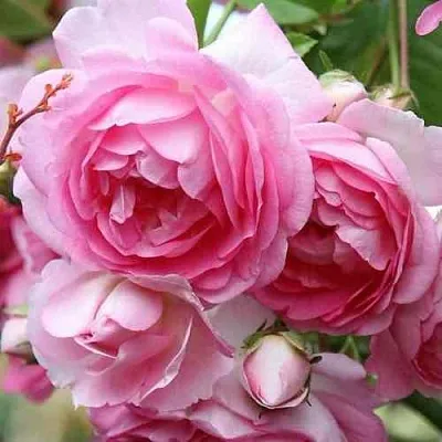 Саженцы роз ЖАСМИНА плетистая  Саженцы роз ЖАСМИНА плетистая в Новокузнецке