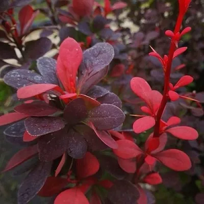 Барбарис РЕД ПИЛЛАР тунберга  Барбарис РЕД ПИЛЛАР тунберга в Новокузнецке