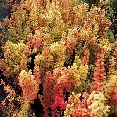 Барбарис САММЕР САНСЕТ тунберга  Барбарис САММЕР САНСЕТ тунберга в Новокузнецке