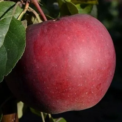 Яблоня БЕЛОРУССКОЕ СЛАДКОЕ в Новокузнецке