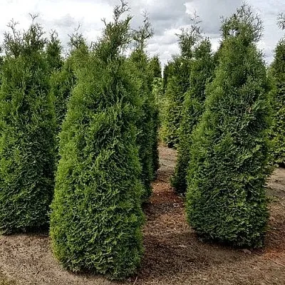 Туя ХОЛМСТРУП западная в Новокузнецке