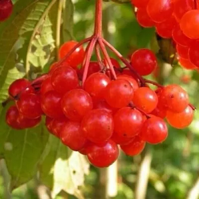 Калина ПАМЯТИ ВАЛЕНТИНЫ  Калина ПАМЯТИ ВАЛЕНТИНЫ в Новокузнецке