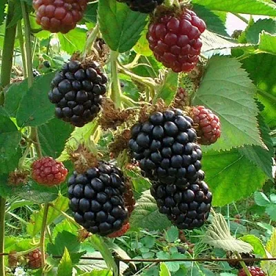 Ежевика ЧЕСТЕР бесшипная  Ежевика ЧЕСТЕР бесшипная в Новокузнецке