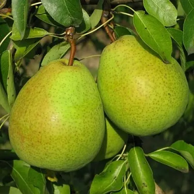 Груша НАЙТ-ВЕРТ колонновидная  Груша НАЙТ-ВЕРТ колонновидная в Новокузнецке