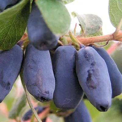 Жимолость съедобная ЛАКОМКА  Жимолость съедобная ЛАКОМКА в Новокузнецке