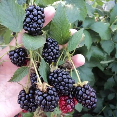 Ежевика ОУАЧИТА бесшипная — описание сорта Ежевика ОУАЧИТА бесшипная в Новокузнецке