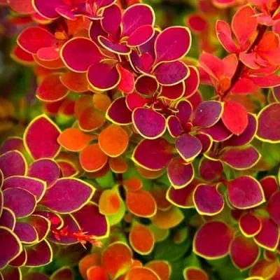 Барбарис ОРАНЖ САНРАЙЗ тунберга  Барбарис ОРАНЖ САНРАЙЗ тунберга в Новокузнецке