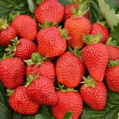 Клубника САН АНДРЕАС ремонтантная  Клубника САН АНДРЕАС ремонтантная в Новокузнецке