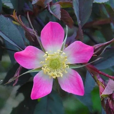 Саженцы роз сизая — описание сорта Саженцы роз сизая в Новокузнецке