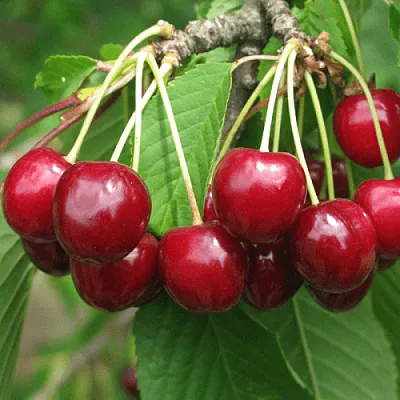 Черешня ГРОНКОВАЯ в Новокузнецке