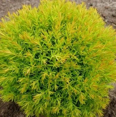 Туя АННИЕК западная в Новокузнецке