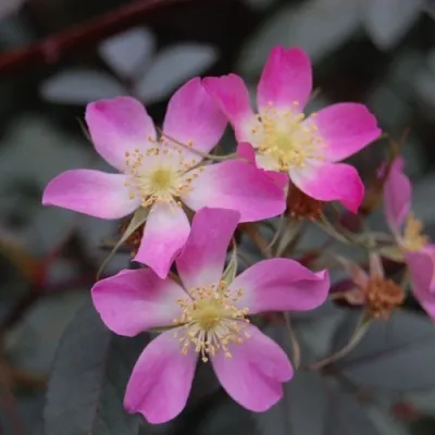 Саженцы роз сизая — описание сорта Саженцы роз сизая в Новокузнецке