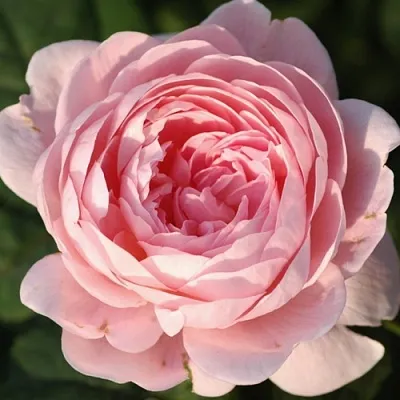 Саженцы роз КУИН ОФ СУИДЕН английская  Саженцы роз КУИН ОФ СУИДЕН английская в Новокузнецке