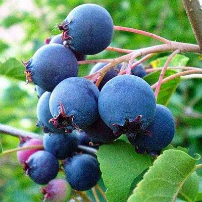 Ирга ПЕМБИНА в Новокузнецке