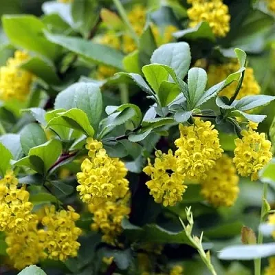 Барбарис корейский  Барбарис корейский в Новокузнецке