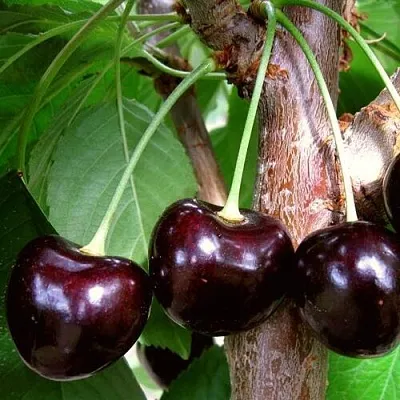 Черешня ДОНЕЦКИЙ УГОЛЁК в Новокузнецке