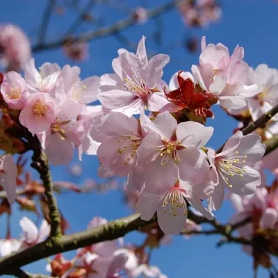 Вишня РАНЧО САРЖЕНТА  Вишня РАНЧО САРЖЕНТА в Новокузнецке
