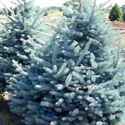Ель ГЛАУКА колючая  Ель ГЛАУКА колючая в Новокузнецке