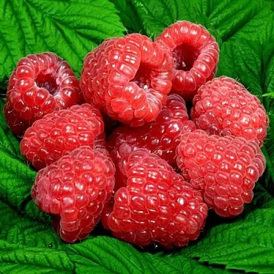 Саженцы малины оптом в Новокузнецке