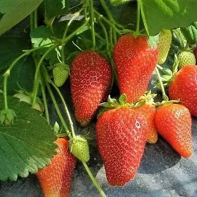 Клубника РОКСАНА  Клубника РОКСАНА в Новокузнецке