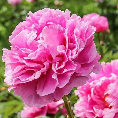 Пион АЛЕКСАНДР ФЛЕМИНГ травянистый  Пион АЛЕКСАНДР ФЛЕМИНГ травянистый в Новокузнецке