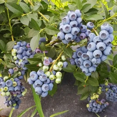 Голубика ОСОРНО — описание сорта Голубика ОСОРНО в Новокузнецке