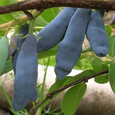 Жимолость съедобная ЛЕНИНГРАДСКИЙ ВЕЛИКАН  Жимолость съедобная ЛЕНИНГРАДСКИЙ ВЕЛИКАН в Новокузнецке