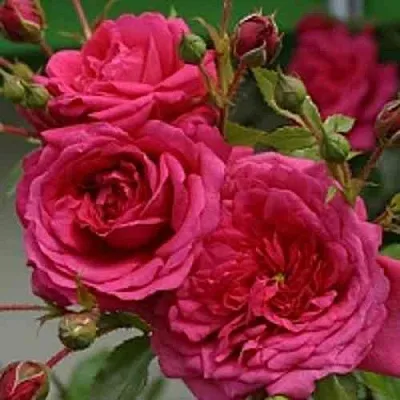 Саженцы роз ЛАГУНА плетистая  Саженцы роз ЛАГУНА плетистая в Новокузнецке