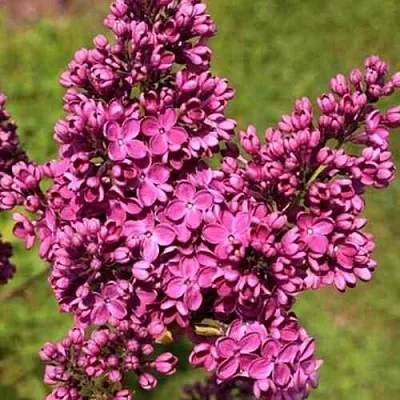 Сирень ЗНАМЯ ЛЕНИНА  Сирень ЗНАМЯ ЛЕНИНА в Новокузнецке