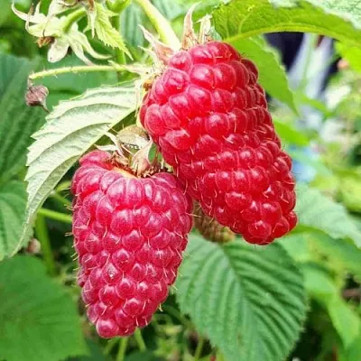 Малина ПШЕХИБА в Новокузнецке